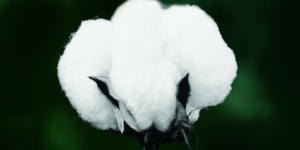 Textile enterprises group purchase reduces costs and saves 1,000 yuan per ton of cotton