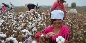 Why is Xinjiang cotton top-notch in the world?  Six reasons to tell you!