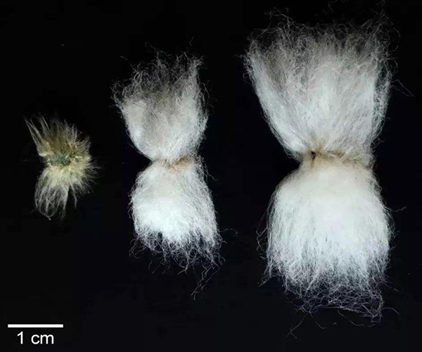 What kind of fabric is long-staple cotton?