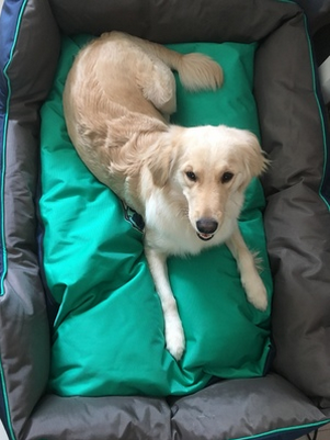 Waterproof Oxford Cloth  Doghouse
